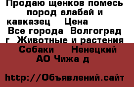 Продаю щенков помесь пород алабай и кавказец. › Цена ­ 1 500 - Все города, Волгоград г. Животные и растения » Собаки   . Ненецкий АО,Чижа д.